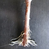 Da li je moguće i kako ukorijeniti stabljiku jabuke kod kuće